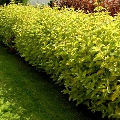 Комплект ДАРТС ГОЛД в Улан-Удэ