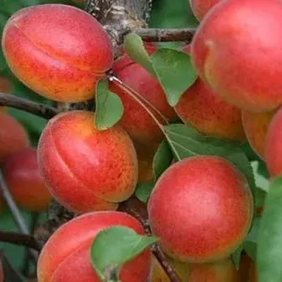 Абрикос НЬЮ-ДЖЕРСИ  Абрикос НЬЮ-ДЖЕРСИ в Улан-Удэ