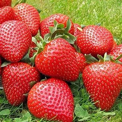 Клубника ЭЛИАНЕ  Клубника ЭЛИАНЕ в Улан-Удэ