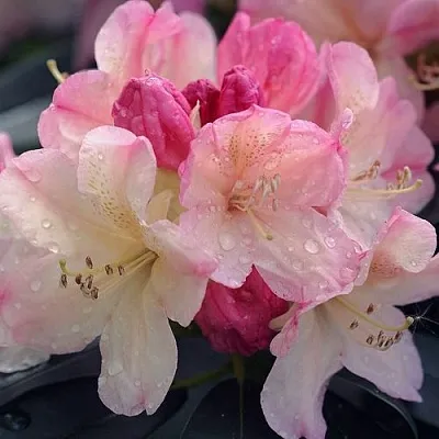 Рододендрон ПЕРСИ ВАЙСМАН в Улан-Удэ