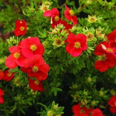 Лапчатка РЕД АЙС кустарниковая  Лапчатка РЕД АЙС кустарниковая в Улан-Удэ