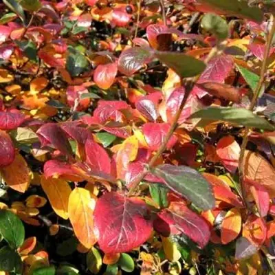 Кизильник блестящий в Улан-Удэ