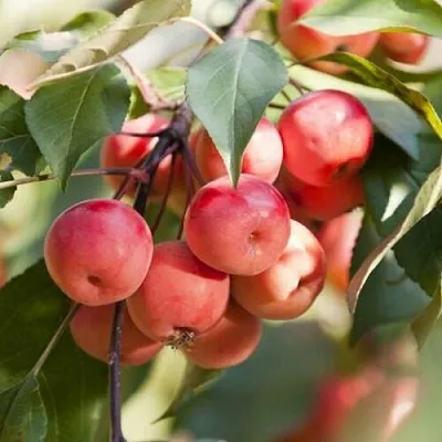 Яблоня ВИШНЕПЛОДНАЯ декоративная  Яблоня ВИШНЕПЛОДНАЯ декоративная в Улан-Удэ