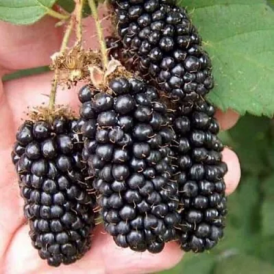 Ежевика ЛОХ НЕСС бесшипная  Ежевика ЛОХ НЕСС бесшипная в Улан-Удэ