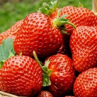 Клубника ФЛОРЕНС  Клубника ФЛОРЕНС в Улан-Удэ