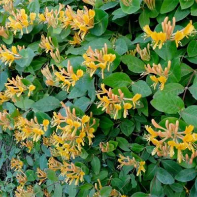 Жимолость ТЕЛЬМАНА в Улан-Удэ