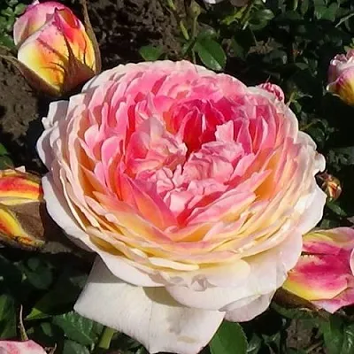 Саженцы роз РОЗОМАН ЖАНОН шраб  Саженцы роз РОЗОМАН ЖАНОН шраб в Улан-Удэ