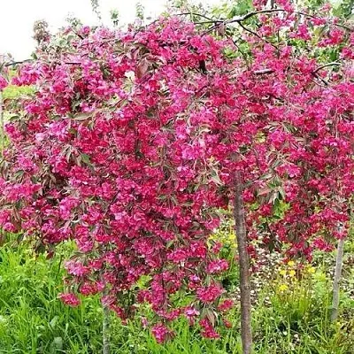 Яблоня КИНГ БЬЮТИ декоративная  Яблоня КИНГ БЬЮТИ декоративная в Улан-Удэ