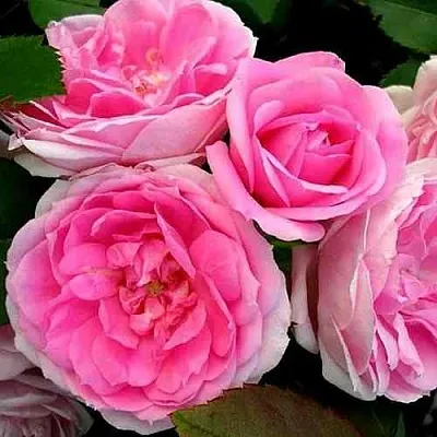 Саженцы роз ПРЕЙРИ ДЖОЙ шраб  Саженцы роз ПРЕЙРИ ДЖОЙ шраб в Улан-Удэ