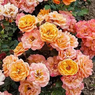 Саженцы роз ЭПРИКОТ КЛЕМЕНТИНА миниатюрная  Саженцы роз ЭПРИКОТ КЛЕМЕНТИНА миниатюрная в Улан-Удэ