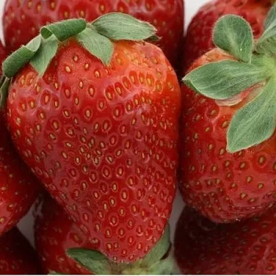 Клубника ФЛАМИНИЯ  Клубника ФЛАМИНИЯ в Улан-Удэ