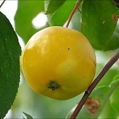 Яблоня КИТАЙКА ЖЁЛТАЯ колонновидная в Улан-Удэ