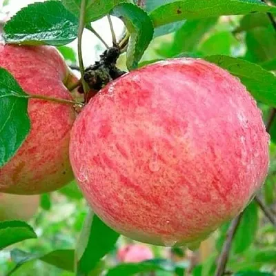 Яблоня КОРИЧНОЕ ПОЛОСАТОЕ  Яблоня КОРИЧНОЕ ПОЛОСАТОЕ в Улан-Удэ