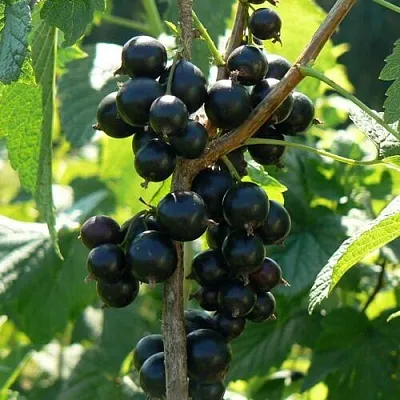 Смородина черная ВОЛОГДА в Улан-Удэ