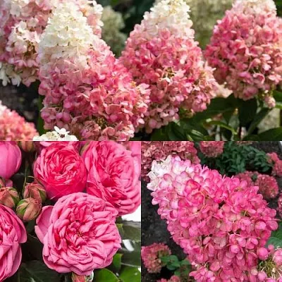 Комплект МАЛИНОВЫЙ ДЕСЕРТ в Улан-Удэ