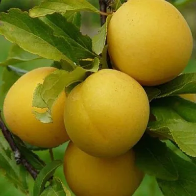 Слива СОЛНЫШКО  Слива СОЛНЫШКО в Улан-Удэ