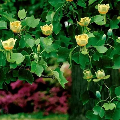 Лириодендрон  в Улан-Удэ