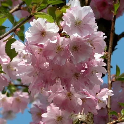 Вишня АККОЛЕЙД цветущая в Улан-Удэ