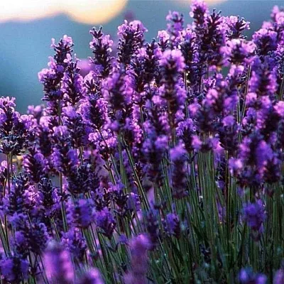 Лаванда  Лаванда в Улан-Удэ