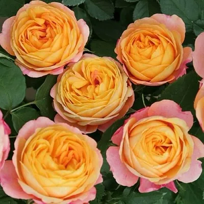 Саженцы роз БЕБИ РОМАНТИКА миниатюрная  Саженцы роз БЕБИ РОМАНТИКА миниатюрная в Улан-Удэ