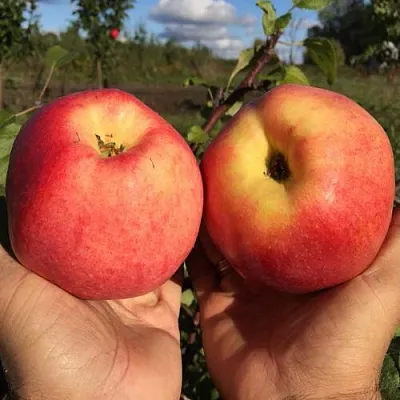Яблоня КОВРОВОЕ стелющаяся  Яблоня КОВРОВОЕ стелющаяся в Улан-Удэ