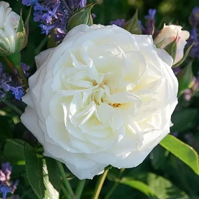 Саженцы роз АЛАБАСТЕР флорибунда  Саженцы роз АЛАБАСТЕР флорибунда в Улан-Удэ