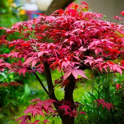 Клен дланевидный АТРОПУРПУРЕУМ в Улан-Удэ