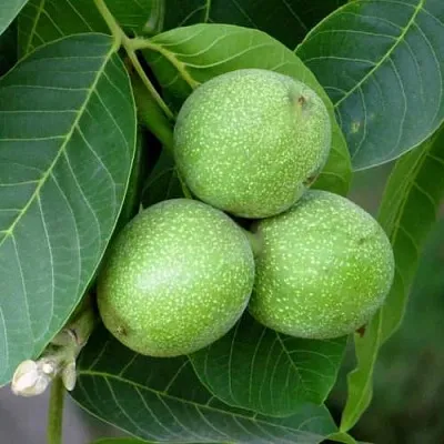 Грецкий орех ЮРИЙ ГАГАРИН  Грецкий орех ЮРИЙ ГАГАРИН в Улан-Удэ