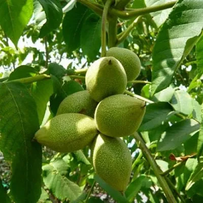 Маньчжурский орех   Маньчжурский орех  в Улан-Удэ