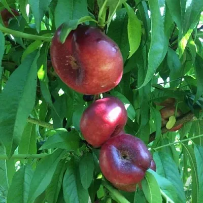 Нектарин ДОНАТ ИНЖИРНЫЙ  Нектарин ДОНАТ ИНЖИРНЫЙ в Улан-Удэ