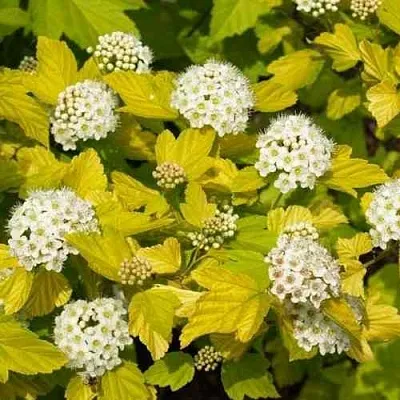 Пузыреплодник ДАРТС ГОЛД  Пузыреплодник ДАРТС ГОЛД в Улан-Удэ