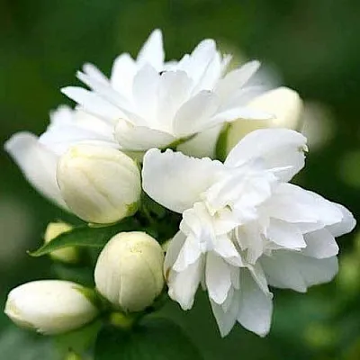 Жасмин ШНЕЕШТРУМ в Улан-Удэ