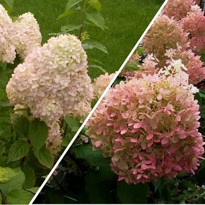 Комплект НЕЖНЫЕ ЧУВСТВА в Улан-Удэ