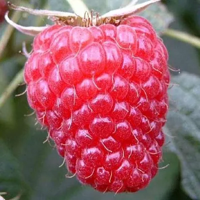 Ремонтантная Ремонтантная в Улан-Удэ