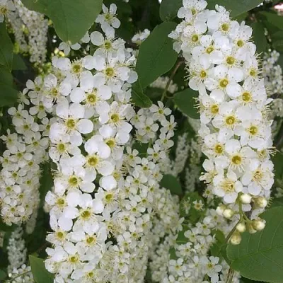 Черемуха САМОПЛОДНАЯ  Черемуха САМОПЛОДНАЯ в Улан-Удэ