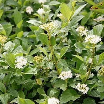 Дерен ФЛАВИРАМЕА отпрысковый   Дерен ФЛАВИРАМЕА отпрысковый  в Улан-Удэ