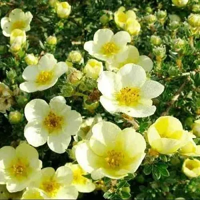 Лапчатка КЛОНДАЙК кустарниковая  Лапчатка КЛОНДАЙК кустарниковая в Улан-Удэ