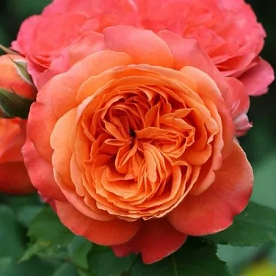 Саженцы роз ЭМИЛЬЕН ГИЙО шраб  Саженцы роз ЭМИЛЬЕН ГИЙО шраб в Улан-Удэ