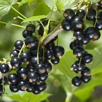 Смородина чёрная ВОЛШЕБНИЦА в Улан-Удэ