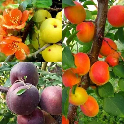 Комплект САД ДЛЯ ГУРМАНА в Улан-Удэ