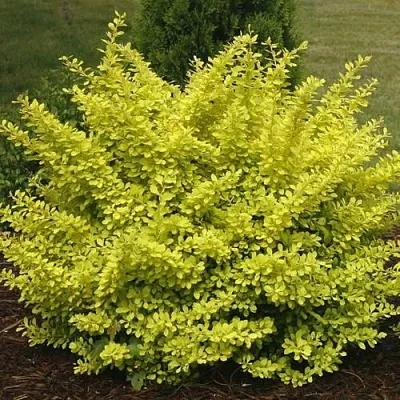 Барбарис АУРЕА тунберга  Барбарис АУРЕА тунберга в Улан-Удэ