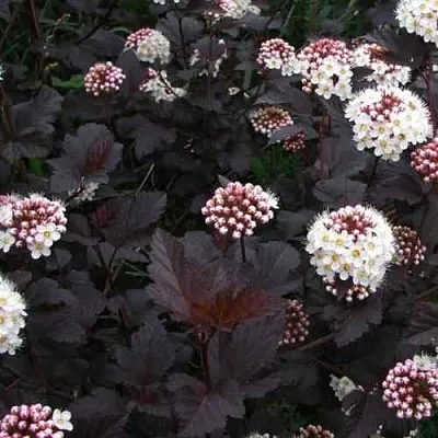 Пузыреплодник ДИАБЛО  Пузыреплодник ДИАБЛО в Улан-Удэ