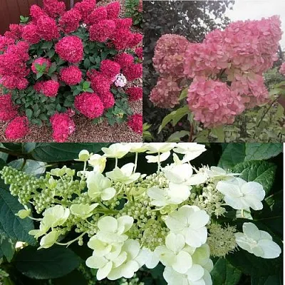 Комплект САД ЭМОЦИЙ в Улан-Удэ