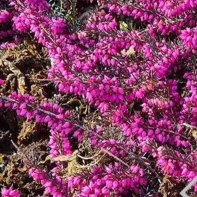 Вереск  Вереск в Улан-Удэ