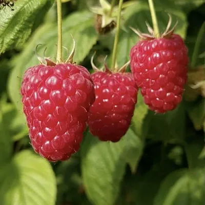 Малина МАПЕМА   Малина МАПЕМА  в Улан-Удэ