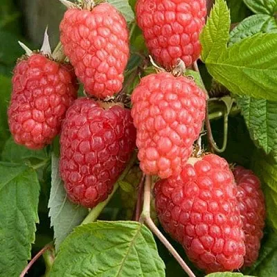 Малина КАСКАД ДЕЛАЙТ  Малина КАСКАД ДЕЛАЙТ в Улан-Удэ