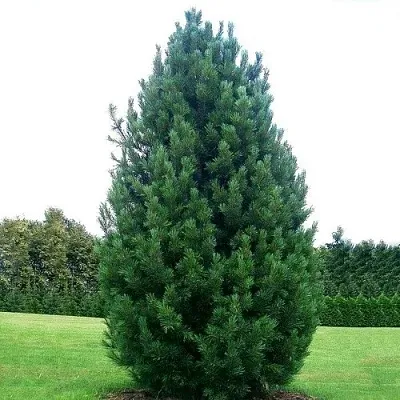 Сосна кедровая   Сосна кедровая  в Улан-Удэ