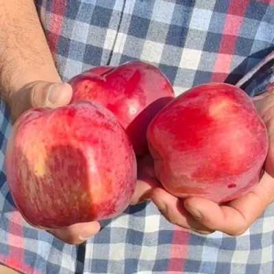 Яблоня ПАМЯТЬ КОВАЛЕНКО в Улан-Удэ