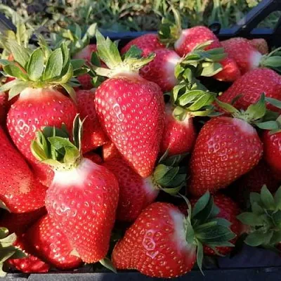 Клубника ЛЮЧИЯ  Клубника ЛЮЧИЯ в Улан-Удэ