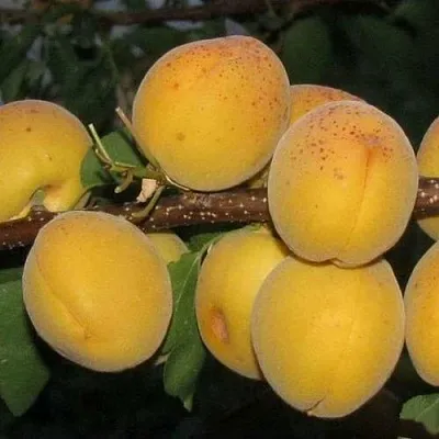 Абрикос ДЕСЕРТНЫЙ ГОЛУБЕВА  Абрикос ДЕСЕРТНЫЙ ГОЛУБЕВА в Улан-Удэ